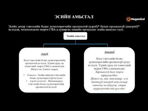 Видео: Биологи №33 Амьсгал, хийн тогтолцоо I
