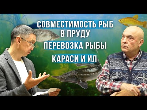 Видео: Разговор о Рыбах с Ихтиопатологом про разведение рыб в прудах. Вопросы рыбоводства