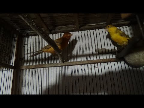 Видео: Как определить готовность к размножению, канарейки.