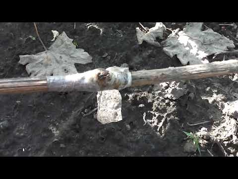 Видео: Успешные прививки винограда
