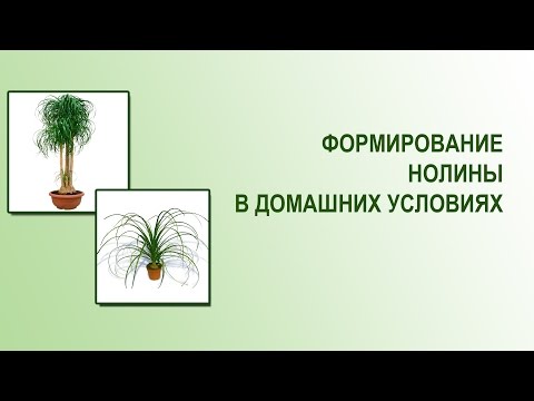 Видео: Нолина.