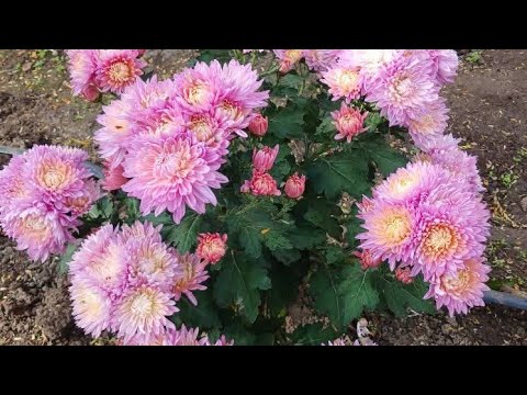 Видео: Нова розпаковка посилки з хризантемой