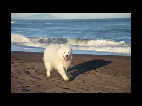 Видео: Халактырский пляж  Halaktyrsky beach