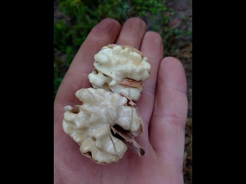 Видео: Чандлер и этефон. Как убрать на 10 дней раньше.