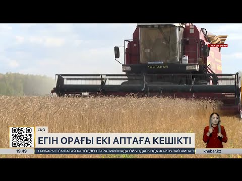 Видео: СҚО-да жауын-шашын егін орағын кешіктіріп жатыр