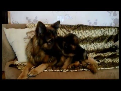 Видео: [ВИДЕОКУРС] «Растем вместе»: воспитание и дрессировка щенка