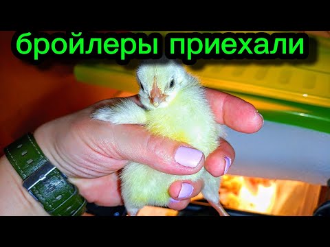 Видео: Их привезли!!! Мы уже и не надеялись! 