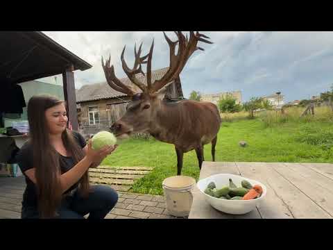 Видео: 10.08.25 олень Борис перед грозою #irysik3076 #deer #animals #олень #оленьборис #оленьборя