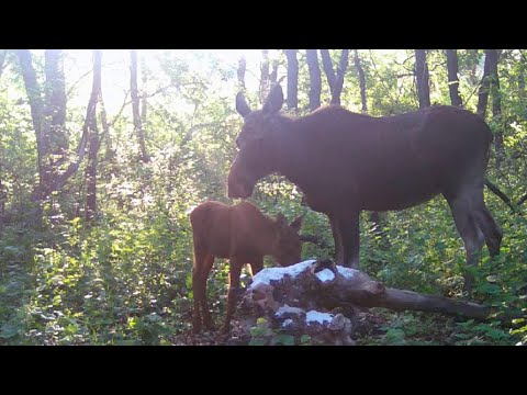 Видео: ЛОСИХА и лосёнок УТРОМ на солонце ФОТОЛОВУШКА в лесу / ELK COW and calf CAMERA TRAP