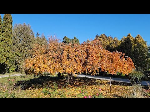 Видео: Дендропарк Тирасполь 1 ноября 2025