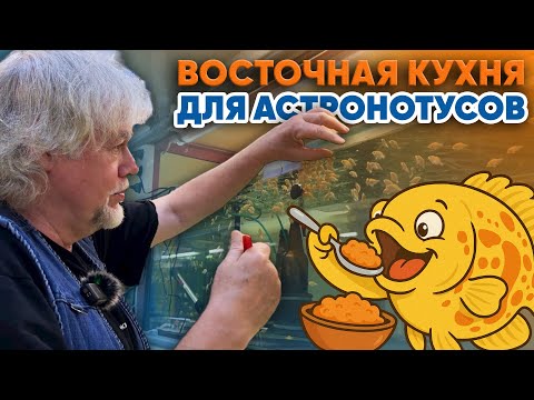 Видео: Аквариумные истории из ЭКЗОМЕНЮ (31.10.2025). Восточная кухня для астронотусов.