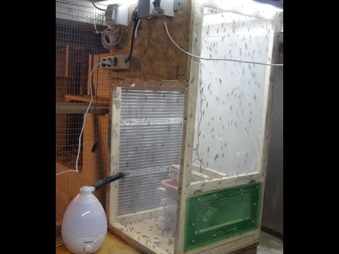 Видео: Черная львинка. Налаживаю производство.