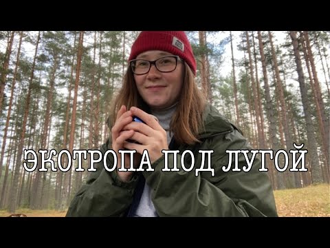 Видео: ЛЕСНЫЕ ДАЛИ. Новая экотропа Ленобласти. Гуляю в Шалово-Перечицком заказнике под Лугой