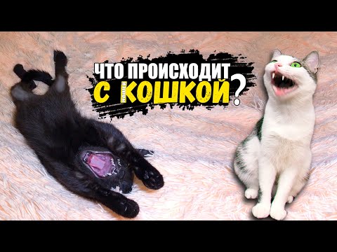 Видео: Что происходит с нашей кошкой? SANI vlog