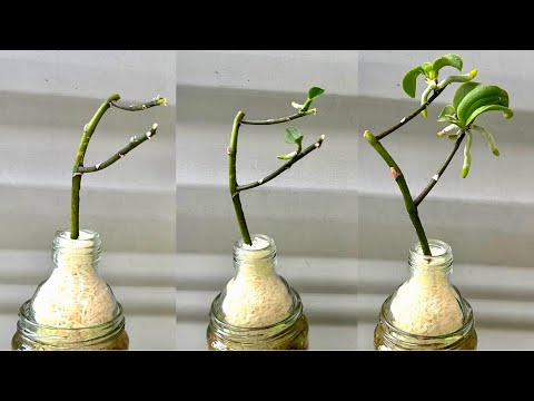 Видео: Просто рис! Орхидея мгновенно разрастается на ветках и цветёт круглый год.