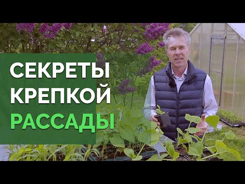 Видео: Выращивание и уход за рассадой | Технология изобилия