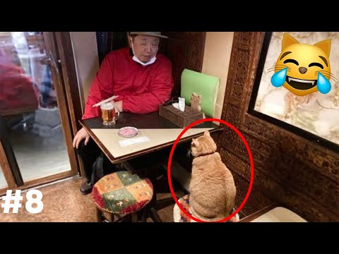 Видео: СМЕХ ДО СЛЕЗ😂 САМЫЕ СМЕШНЫЕ КОШКИ И СОБАКИ 😹🐶 #8