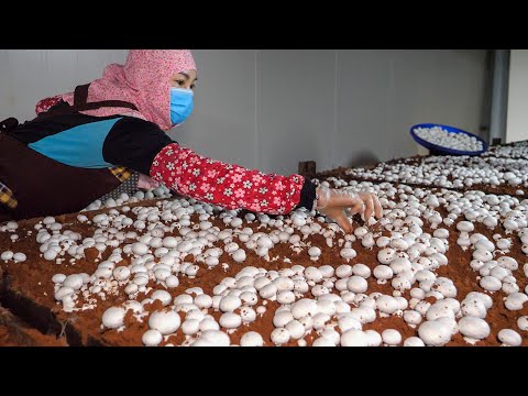 Видео: Удивительно! Сбор грибов, картофеля, побегов бамбука - Тайваньская фабрика массового производства