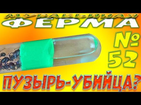 Видео: Чем опасен воздушный пузырь в инкубаторе? - Муравьиная ферма #52