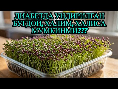 Видео: ДИАБЕТДА УНДИРИЛГАН БУГДОЙДАН ОВКАТ, ХАЛИМ, ХАЛИСА МУМКИНМИ? ДИАБЕТ ВА ДИЕТА / ДИАБЕТНИ ДАВОЛАШ
