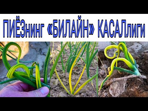 Видео: ПИЁЗ КАСАЛЛИКлари