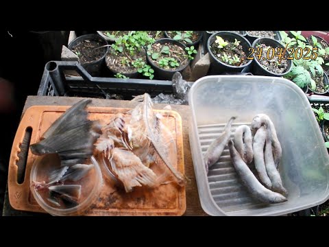 Видео: Отходы рыбы как корм. Осётр ЛенКа гибрид ленского осетра на калугу. Чем кормить в домашних условиях.