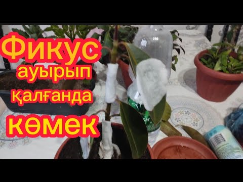 Видео: Фикус гүлін клещтен құтқару.#өсімдік #гулдер #үйдің #фикус #құтқару Гүлдер әлемі 🌺 Күтім