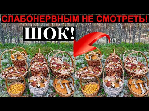 Видео: Такого НЕТ НИГДЕ! Грибной АПОКАЛИПСИС по-Карельски! Чуть ИНФАРКТ не СХВАТИЛ, увидев ЭТО! Грибы 2023