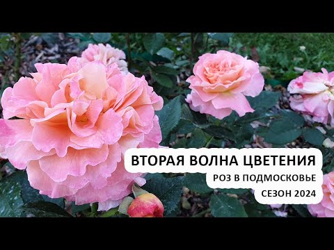 Видео: Вторая волна цветения роз в Подмосковье | Штамбовые розы из питомника Розы Артема | сентябрь 2024