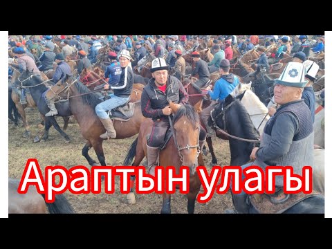 Видео: Араптын улагы