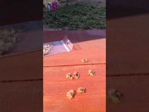 Видео: Садим Гибискус древовидный семенами