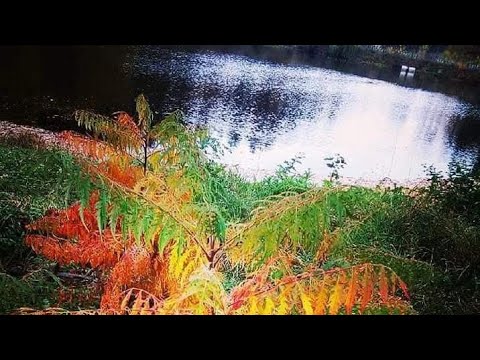 Видео: Утро ☀️ Цигун ☯️ Тайцзи в прямом эфире! Осенний 🍁 курс  !