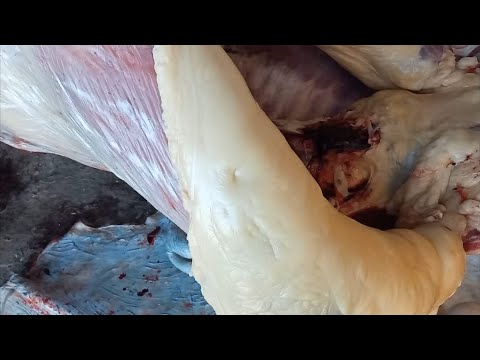 Видео: Жайылымнан 6.5 айлық жабағы. Гүржіктің құлыны. Еттің салмағы 162 кг.