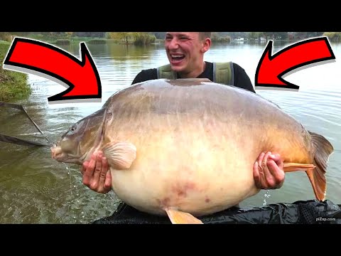 Видео: Топ 5 самых больших карпов поманных в мире. Факты о которых ты не знал.