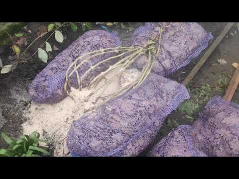 Видео: Супер укрытие крупнолистной гортензии.Быстрый и надёжной способ.