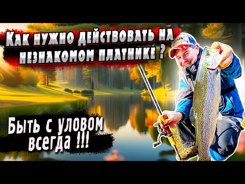 Видео: Техника и Тактика ловли Форели  на Новом Водоеме | Денис Вихров | Платник Гарантия