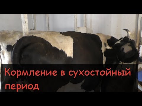 Видео: Кормление коров в СУХОСТОЙНЫЙ ПЕРИОД