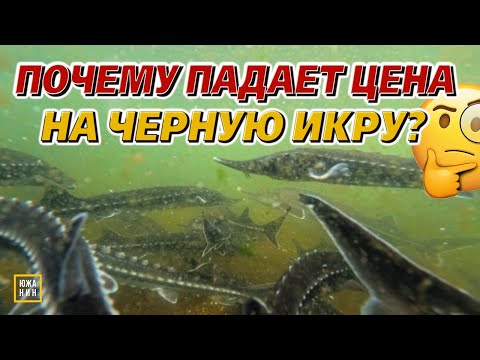 Видео: Бизнес на осетрах. Кто в итоге заработает ₽? А кто прогорит?👀