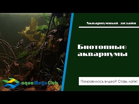 Видео: Какие аквариумы можно считать биотопными? Биотоп Амазонки - миф или реальность?