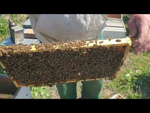 Видео: Перевод гнезда с 230 р. на 300ю.рамку. Всходы  фацелии.