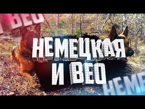 Видео: Немецкая и ВЕО Лучшие собаки среди овчарок или На прогулке в период заразы