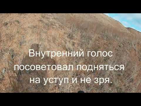 Видео: #Охота на зайца. Уникальный случай на охоте.