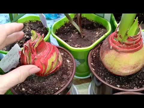 Видео: Укоренение  спустя месяц ❤🙂❤