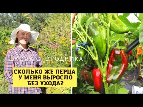 Видео: Осталась без перца? Не была на даче два месяца! Обзор перца по сортам