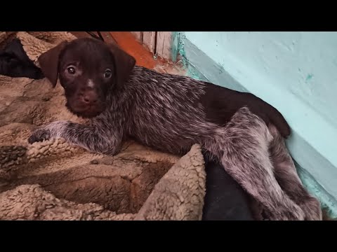 Видео: Выбрать щенка Дратхаара! Выбор предоставляется щенку!23.11.22                  #выбор#щенка#легавой#