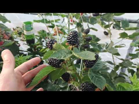 Видео: Урожай ежевики в теплице
