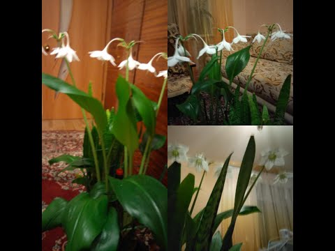 Видео: Эухарис  (Амазонская лилия). Пересадка её.