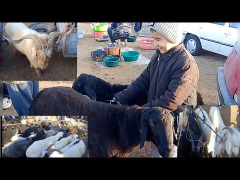 Видео: ХОРАЗМ ШОВОТ ЧОКЛИ КУЙ БОЗАРИ НАРХЛАРИ 31.10.2025 #нархлари #хоразмбозор#хоразм#шовот