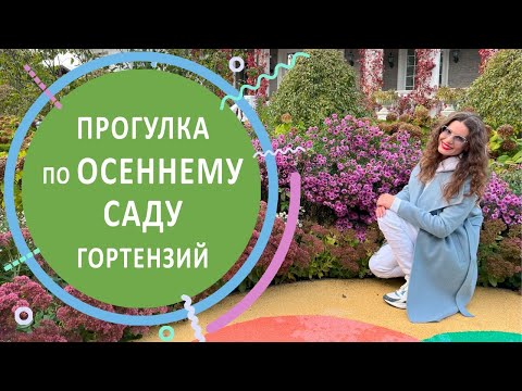 Видео: Прогулка по осеннему саду гортензий