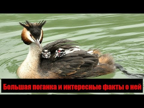 Видео: Большая поганка и интересные факты о ней